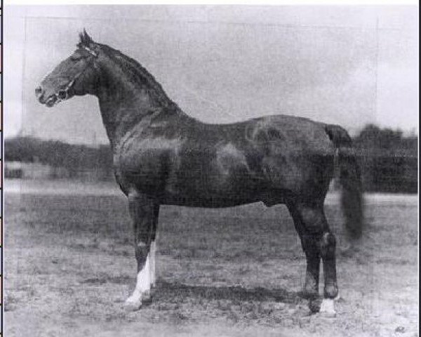 stallion Schumann 2583 (Hanoverian, 1911, from Sheridan II)