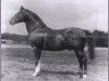 horse Schumann 2583 (Hanoverian, 1911, from Sheridan II)