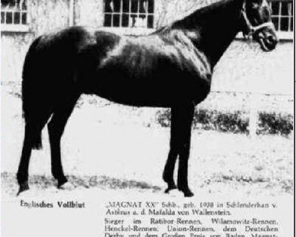 horse Magnat xx (Thoroughbred, 1938, from Asterus xx)