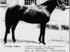 stallion Magnat xx (Thoroughbred, 1938, from Asterus xx)