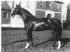 stallion Fluegelmann I (Hanoverian, 1929, from Flavius)