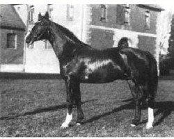 stallion Fluegelmann I (Hanoverian, 1929, from Flavius)