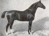 stallion Alnok (Hanoverian, 1888, from Adeptus xx)