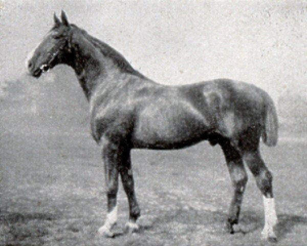 stallion Alderman I (Hanoverian, 1909, from Alnok)
