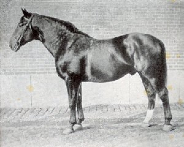stallion Alpenflug II (Hanoverian, 1923, from Alderman I)