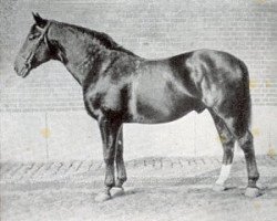 stallion Alpenflug II (Hanoverian, 1923, from Alderman I)