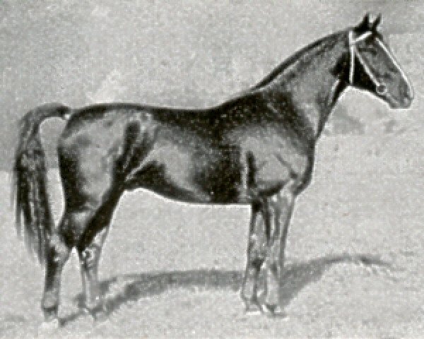 stallion Allweiser III (Hanoverian, 1931, from Alpenflug II)