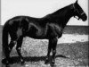 stallion Fervor xx (Thoroughbred, 1906, from Galtee More xx)