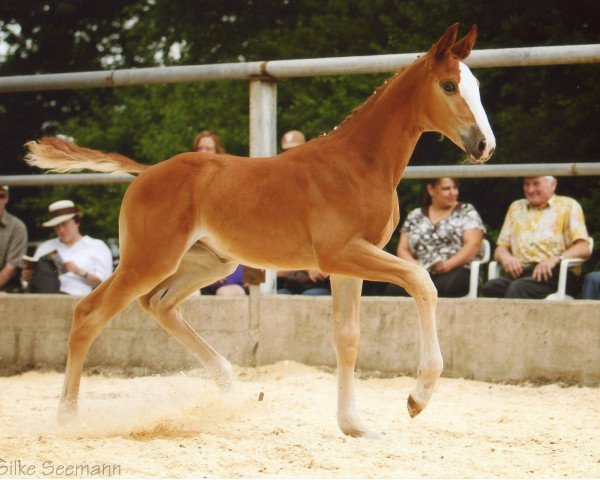 Pferd Josy (Württemberger, 2010, von Jordaan)