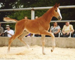 horse Josy (Württemberger, 2010, from Jordaan)