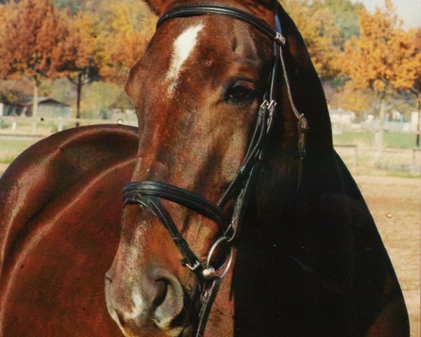 broodmare Grittchen (Oldenburg, 1992, from Grandeur)