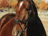 broodmare Grittchen (Oldenburg, 1992, from Grandeur)