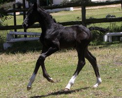 dressage horse Neuland Heartbreaker (South African Warmblood, 2011, from Rivendell Highflyer)