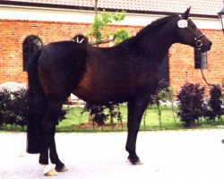 Zuchtstute Karma II (Trakehner, 1991, von Tuareg)