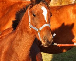 Pferd Little-Dusty (Deutsches Reitpony, 2004, von Darino-Gold)