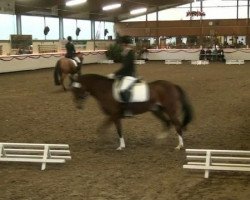 dressage horse Dundee 100 (German Riding Pony, 2002, from Danny Gold)