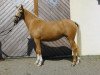 broodmare Revina (German Riding Pony, 2006, from Darino-Gold)