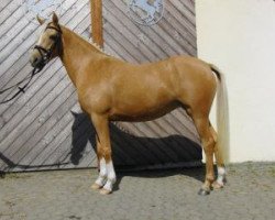 broodmare Revina (German Riding Pony, 2006, from Darino-Gold)