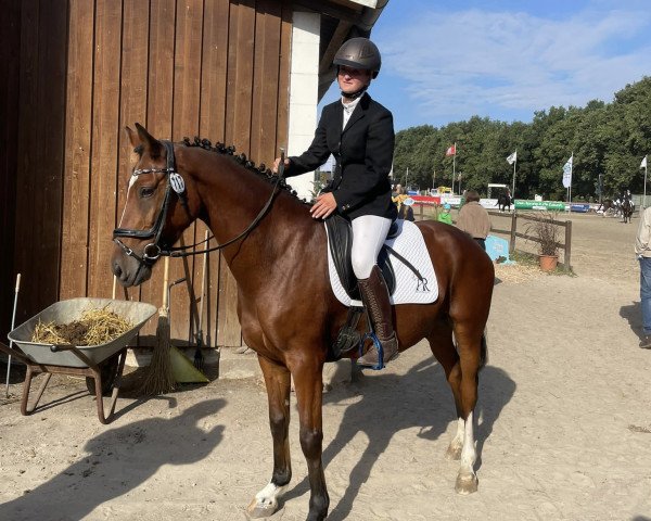 dressage horse Steendieks Digger (German Riding Pony, 2017, from Steendieks Morgensterns Dalai)