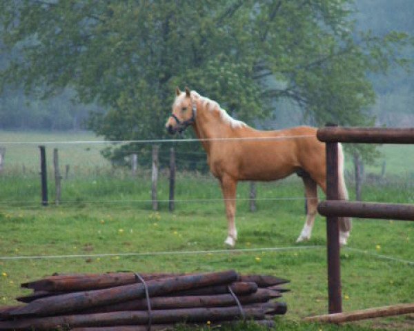stallion Darino-Gold (German Riding Pony, 1990, from Dancer)