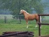 stallion Darino-Gold (German Riding Pony, 1990, from Dancer)