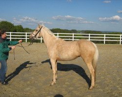 Zuchtstute Golden Devina (Deutsches Reitpony, 2005, von Darino-Gold)