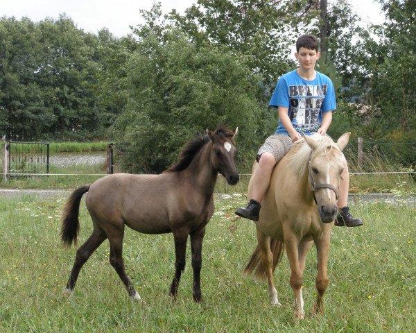 Zuchtstute Darina Gold (Deutsches Reitpony, 2001, von Darino-Gold)