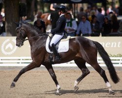 dressage horse Dynoro 2 (Westphalian, 2016, from Danone 4)