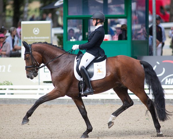 stallion Esperado 36 (Westphalian, 2016, from Escolar)