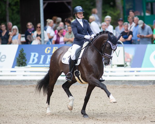 dressage horse Floris Grey (Hanoverian, 2016, from Floris Prince)