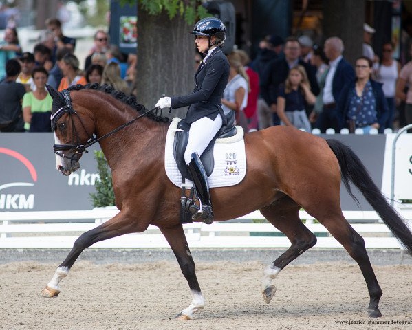 stallion Johny Johnson (German Sport Horse, 2016, from Glock's Johnson Tn)