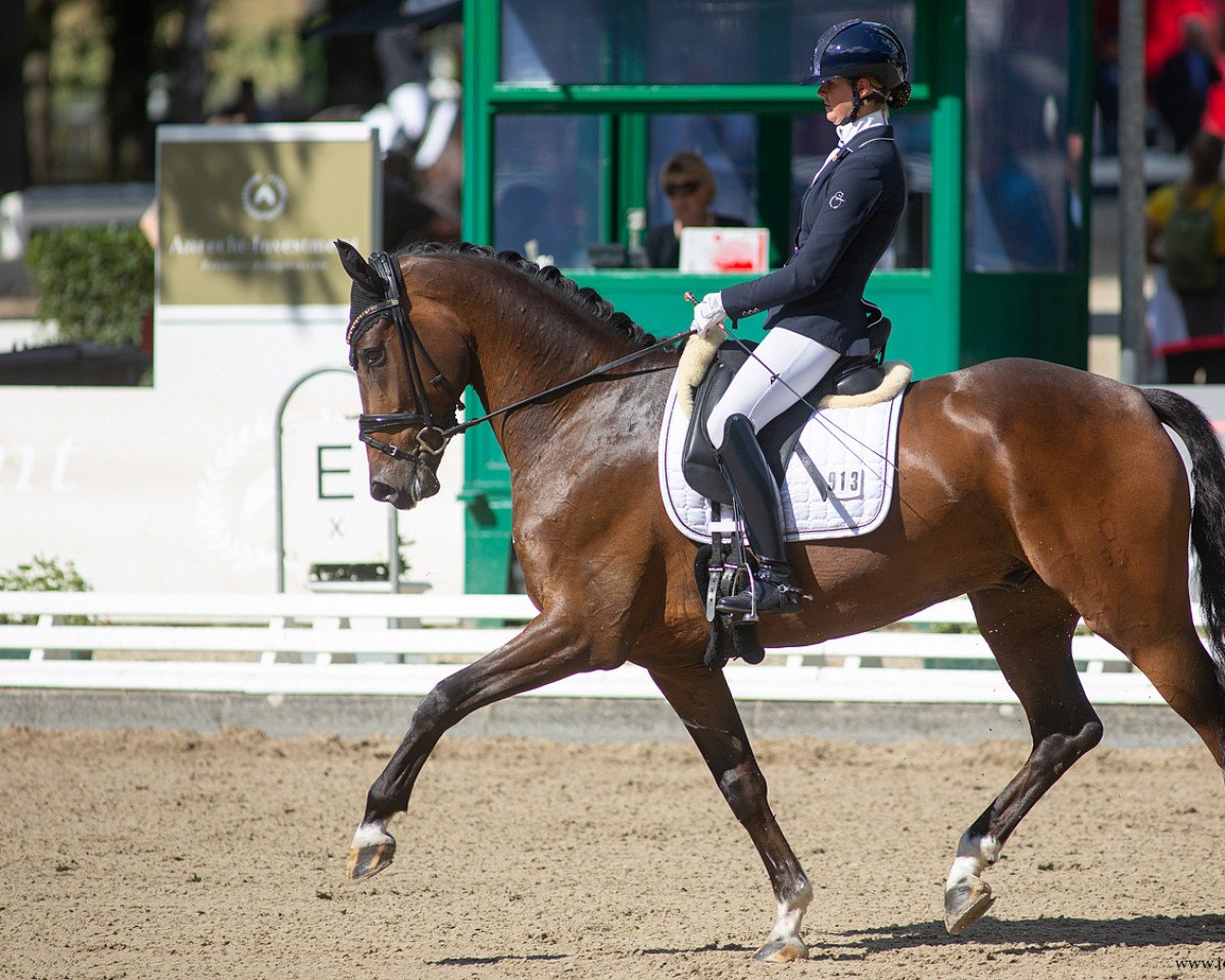 dressage horse Villazon OLD (Oldenburg, 2016, from Vivaldi)