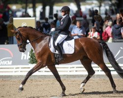 dressage horse Burberry 27 (Westphalian, 2016, from Buckingham)