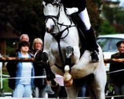 horse Ferdinand (Czech Warmblood, 1999)