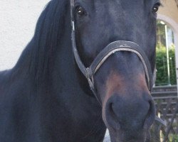 broodmare Zorra (Westphalian, 1995, from Zorro T)