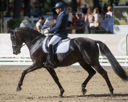 Deckhengst Fürst Knight Edi (Westfale, 2016, von Fürstenball)