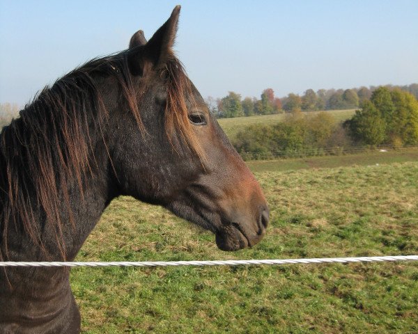 dressage horse Regnator (Württemberger, 2009, from Riccione)