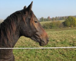 Dressurpferd Regnator (Württemberger, 2009, von Riccione)