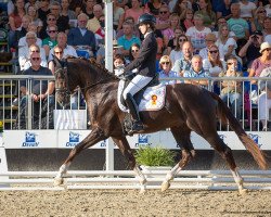 stallion Benison (German Sport Horse, 2019, from Callaho's Benicio)