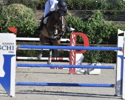 jumper Jazou van het Nerenhof (Belgian Warmblood, 2009, from Diktator van de Boslandhoeve)