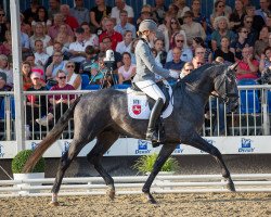 stallion Bloomingdale (German Sport Horse, 2019, from Belantis)