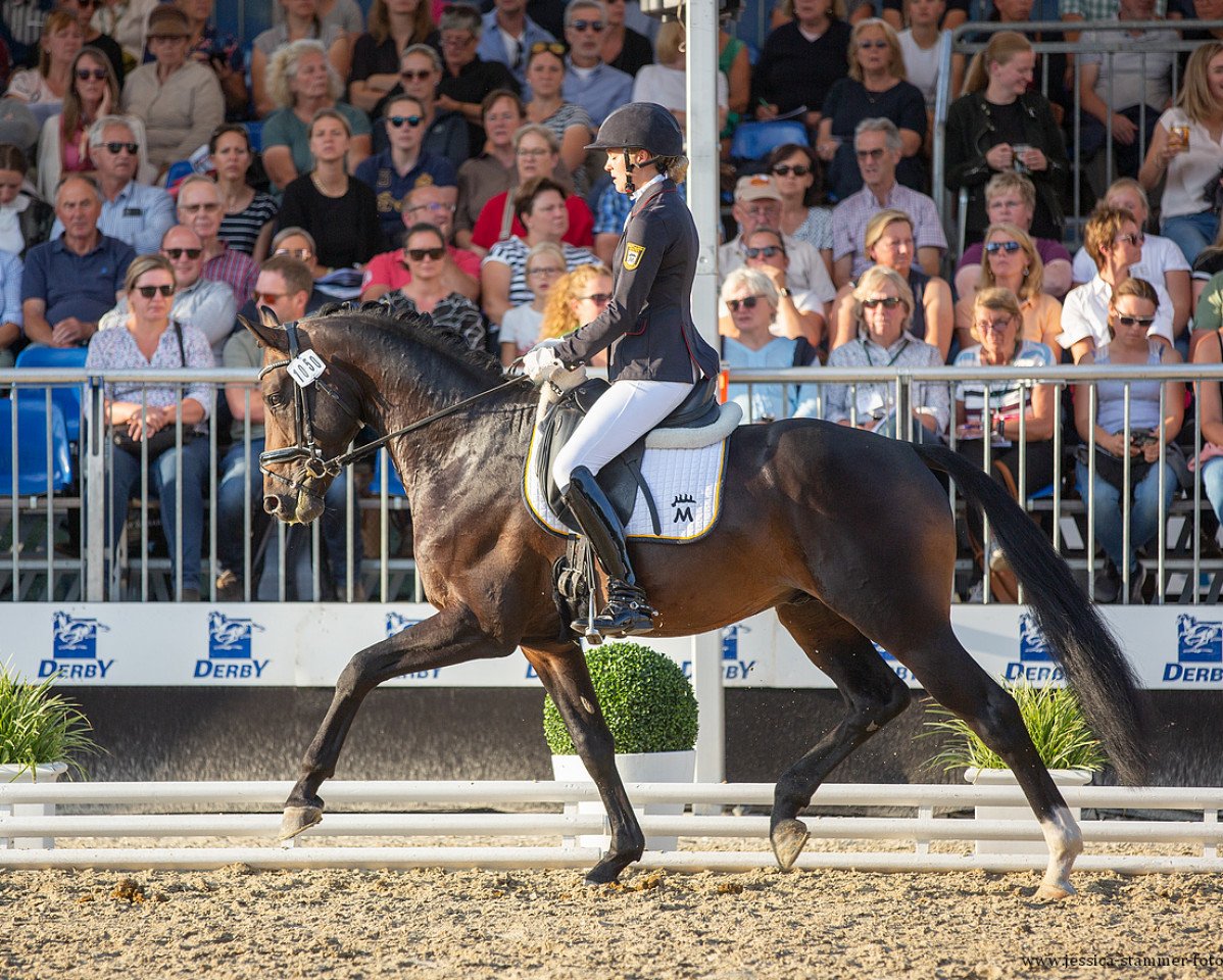 Deckhengst Descartes (Deutsches Sportpferd, 2019, von Durello)