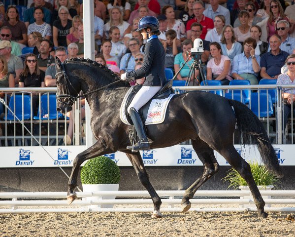 stallion Dream Royal (German Sport Horse, 2019, from Don Royal)