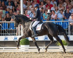 stallion DSP Dream Royal (German Sport Horse, 2019, from Don Royal)