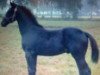 horse Shirokko (German Warmblood, 2008, from Samaii)