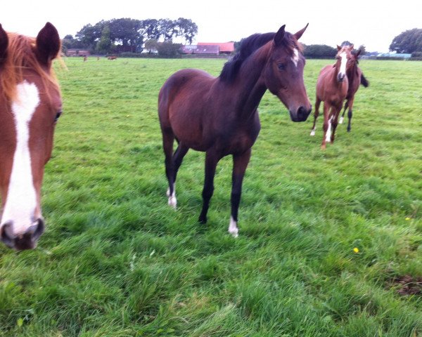 Springpferd Fohli (Oldenburger, 2010, von Sir Shutterfly)