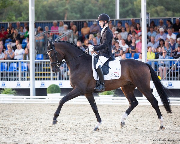 stallion Quintessential (Hanoverian, 2019, from Q-Sieben OLD)
