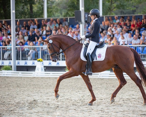 stallion Vital Hit Caledonia OLD (Oldenburg, 2019, from Vitalis)