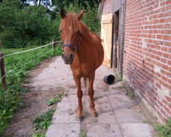 horse Donaro (German Riding Pony, 1993, from Don Basilio)