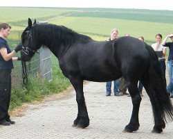 Zuchtstute Doekeltje fan de Gagelleane (Friese, 2001, von Doeke 287)